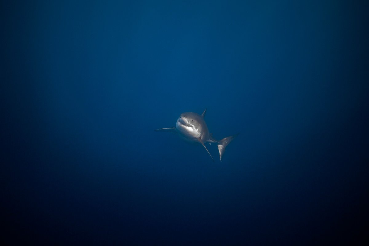 Walter Whiteshark emerges from the depths.

Walter was first identified at Guadalupe during the 2015 season and has returned each season since then. Hopefully, we'll see him again later this year!