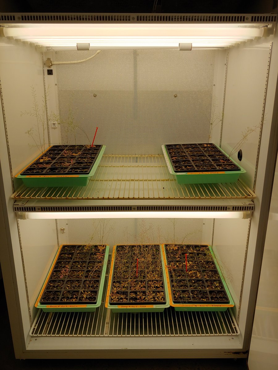 TheunPakProject's tweet photo. Our summer research interns are making great progress on our latest experiment! #CofC #Science! #arabidopsis https://t.co/TarKLXbdq1