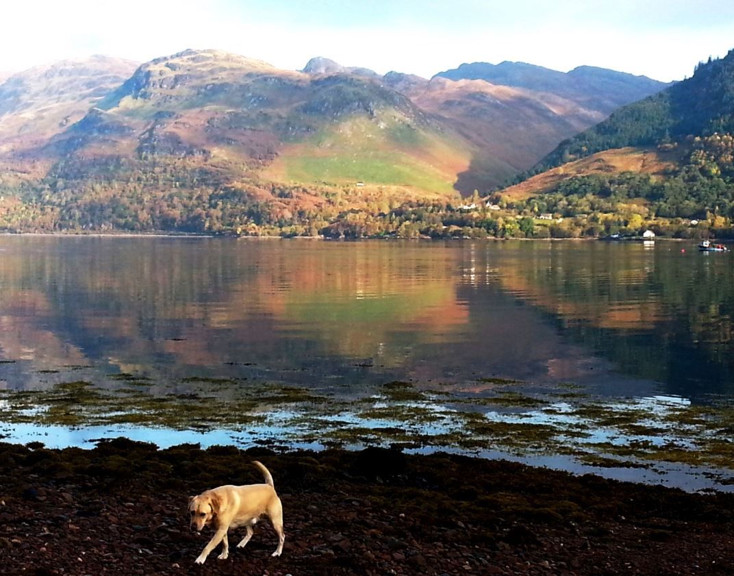 WeAcceptPets's tweet photo. Set on the edge of #RataganForest on the shores of #LochDuich, Saraig is brimming with #wildlife. This #Highland escape is perfect for those looking for #tranquillity & to get away from it all.
Accepts ๐ถ๐ฑ
https://t.co/xeV6lvjx6k
#TheHighlands #Ratagan #Scotland #Views #Nature https://t.co/S8PTbpxr72