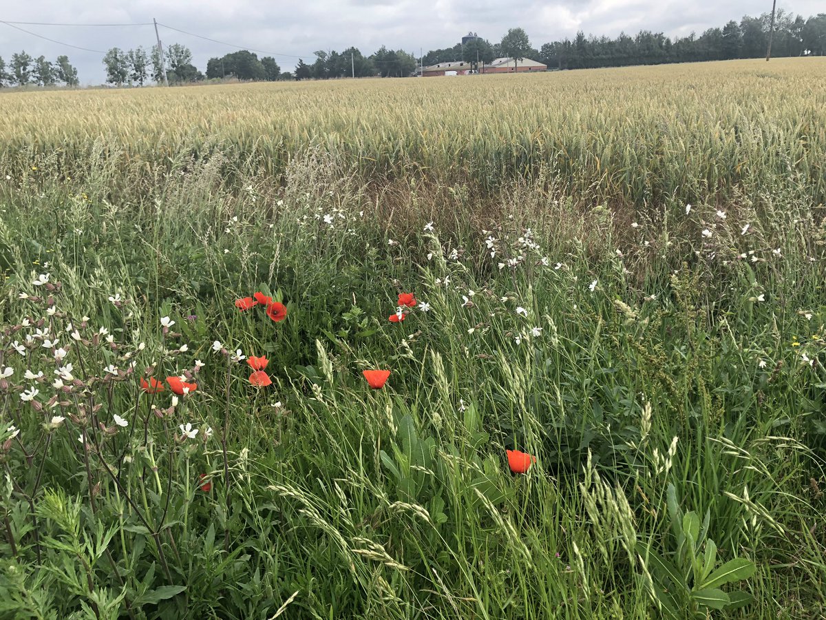 ToAmbulance's tweet photo. Day 11 done. Another 110kms. Heavy rain towards the end. Soaked to the bone. Felt dangerous cycling. Not enjoyable at all. In Brittany. Two more days in France. https://t.co/NGI4qTopjo