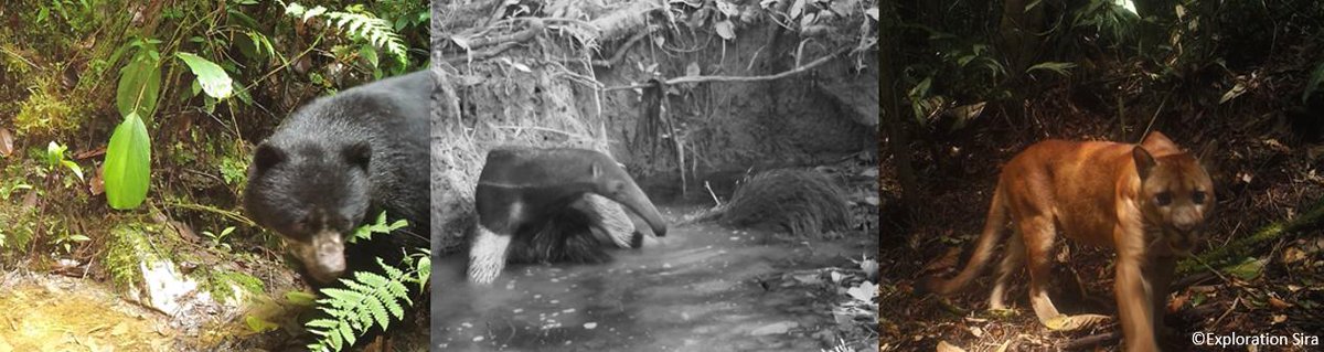 Pillco Huarcaya et al.'s study was the first #cameratrap exploration of the #mammal community of this area, detecting 34 medium &amp; large mammal species. Find out more about what happened on their expedition!

Blog: oryxthejournal.org/blog/a-unique-…