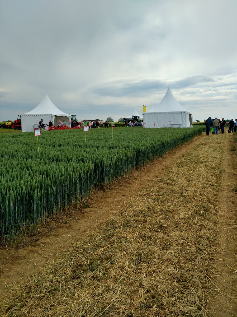 DESANGOSSE's tweet photo. [Journée technique] : 👨‍🌾🚜👩‍🌾

Les futurs produits #biocontrôle de #DeSangosse en #blé 🌾sont expérimentés sur la plateforme du #Techniday d'@UnealCoop .

#PositiveProduction #coopérative https://t.co/iVgtTtmcXW