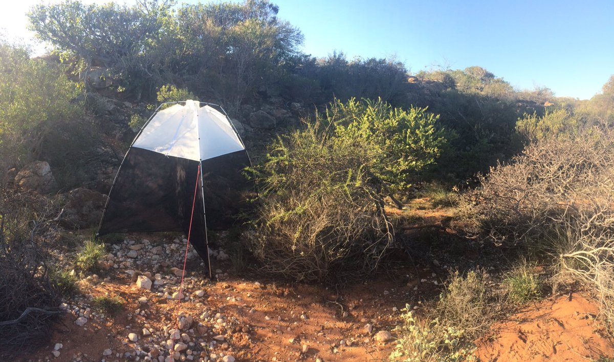 BikemanNik's tweet photo. Nice malaise/slam trap! @BushBlitz2 https://t.co/unE7mJowJU