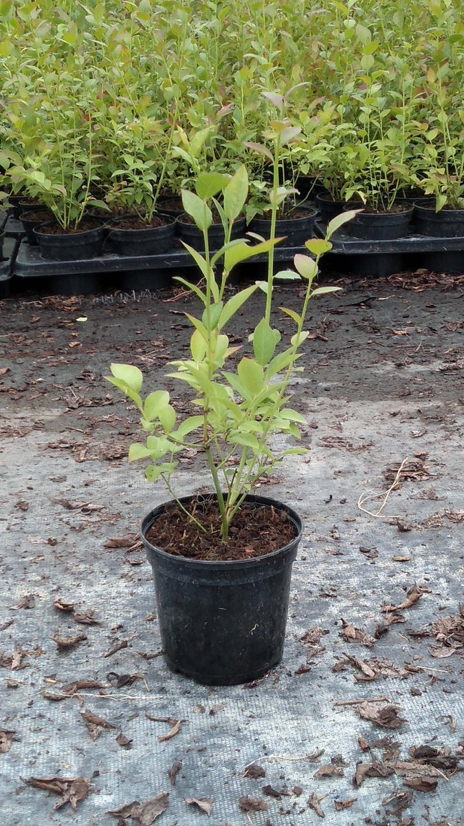 We are halfway through our summer sale, and this variety is looking like a star today, It is one of, if not the, leading commercial variety of Northern Highbush in the world! BLUECROP!! #SummerSale #BlueberryMad #BlueberryPlants