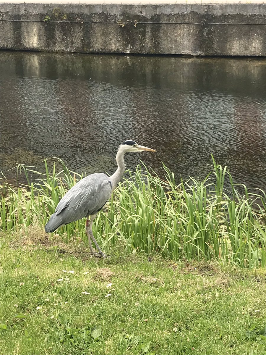 agatawestern's tweet photo. Having a fantastic time in Dublin today, reflecting on powerful stories of diversity and talking to people passionate about inclusion @DublinCityUni @DCU_EDI #Powerofasinglestory https://t.co/mpJaIRqFHt