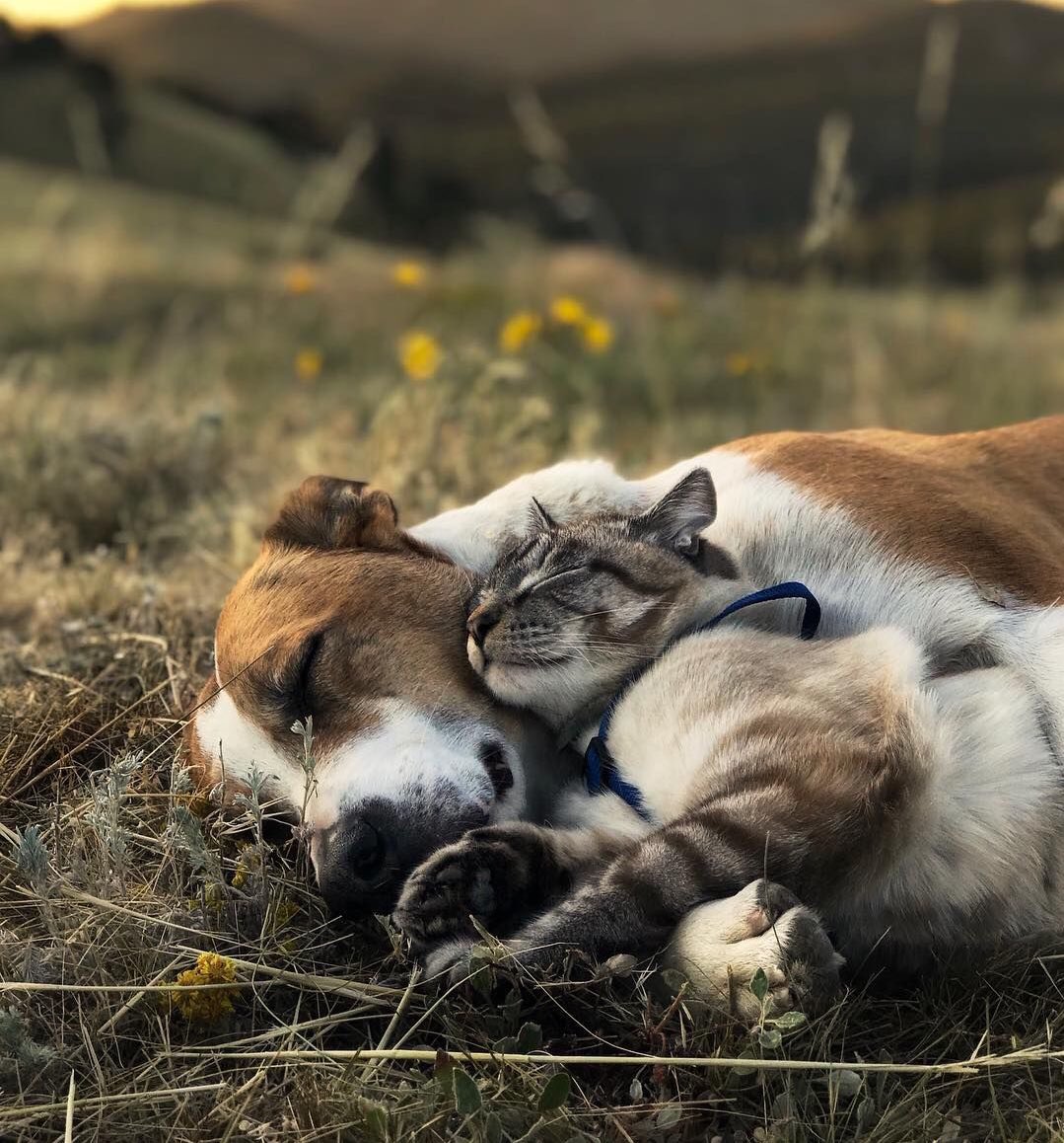 torarelaxtime's tweet photo. Peaceful time.. with you.
#CatsOftwitter #CatLovers #animallovers #FriendshipGoals #photography #naturelovers #BeHappy #bekind #SmileMore #Blessingforyou #GoodNightTwitterWorld https://t.co/IeNMUR9L3o