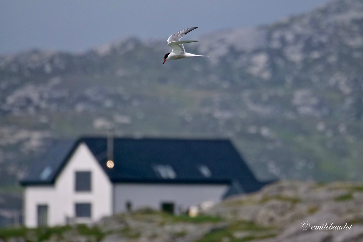 emilebaudot052's tweet photo. Had the privilege of spending six nights at this fabulous place.... Just perfect @antaighmorbanb @WilliamEJustice @VisitScotland #visitthehebrides #eriskay #visiteriskay https://t.co/mYwlFZJJTk