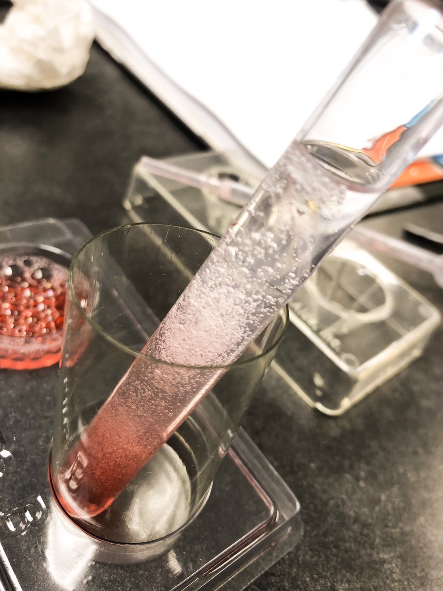 tessa_c_meyer's tweet photo. I’m sure some of you recognize this. 👩🏼🔬🍓👩🏼🏫 #ISUCI19 #CASE4AG #AGisSTEM #STEM #teachag https://t.co/ZErgeuzH7Y