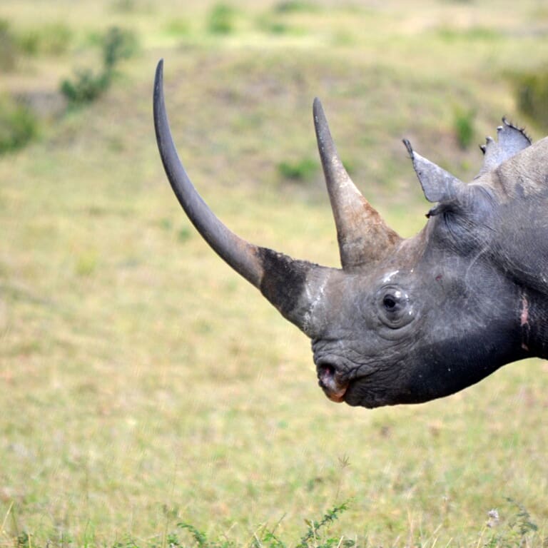 Mgrasmay's tweet photo. @RhinoGayle @savetherhino @RhinosIRF @HelpingRhinos @RhinoGoddess @Ashwellbglasson @protrackantipu @SANBI_ZA @africanzoology @SaveOurRhinoK9 @STROOP_film @EcoDefenseGroup @edu4naturevn @AfricanConserve @africageo Agree.. and this is why keeping always memories of the best rhinos I have ever seen https://t.co/nYq3L1PrAR