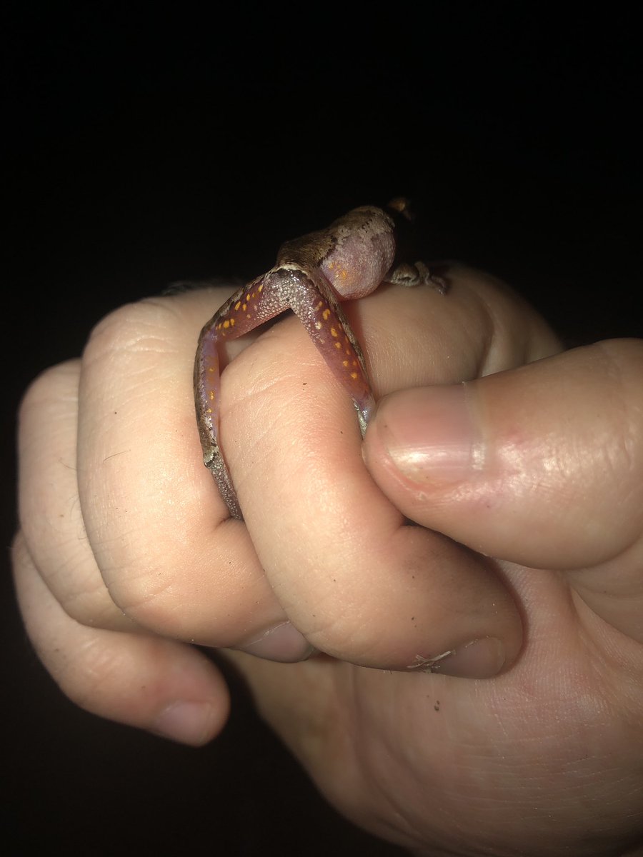 robzlloyd's tweet photo. Last night’s find, a pinewoods treefrog (Hyla femoralis) found calling in a pitcher plant bog. #ALherps #MobileDelta https://t.co/OMQaVE7oq8