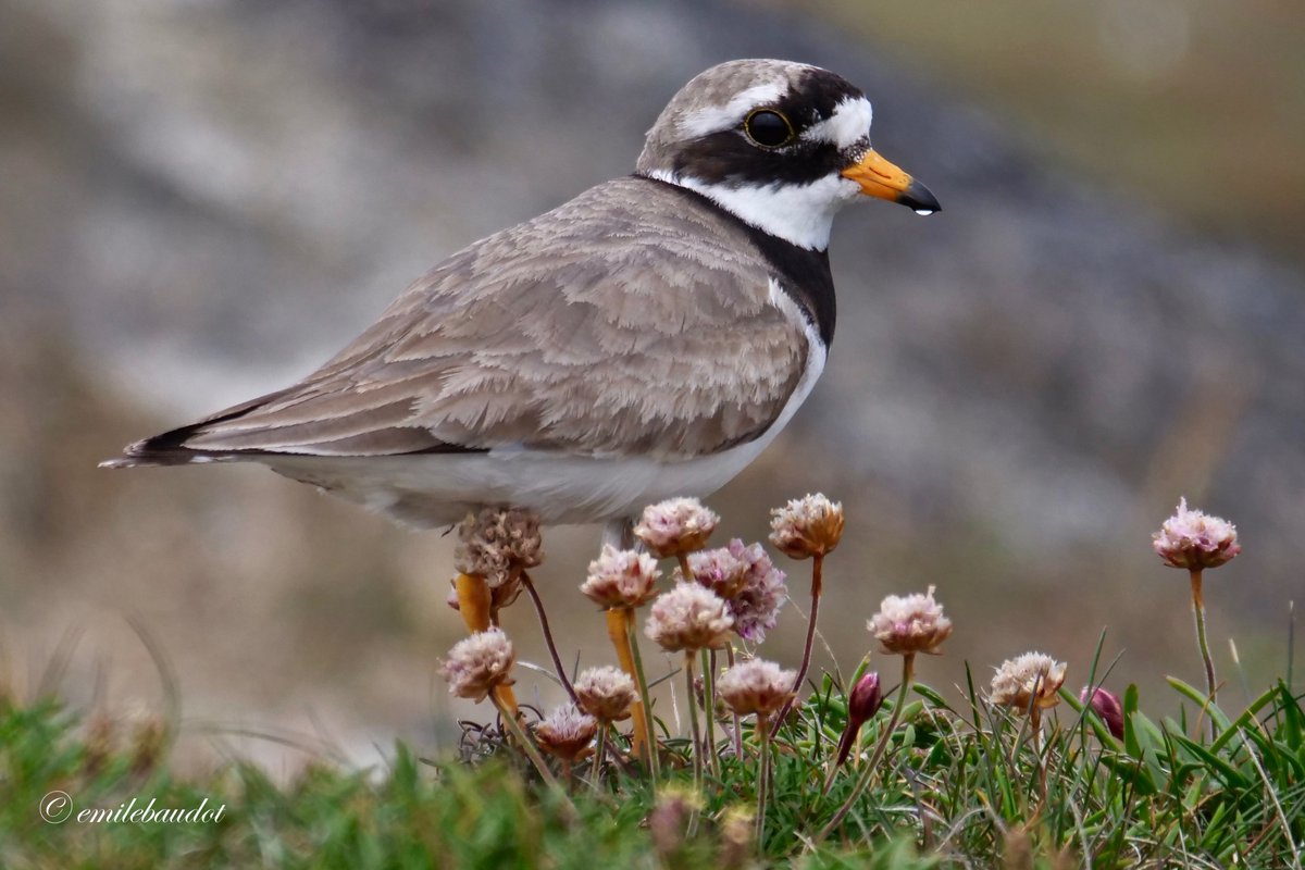 emilebaudot052's tweet photo. Watched this beautiful Ringed Plover for ages, just happily feeding away along the cliff-tops at the Butt of Lewis. #visitscotland #isleoflewis #visitthehebrides #birds #lovenature #wildlife #birdphotography #photography https://t.co/t6dCA3V76p