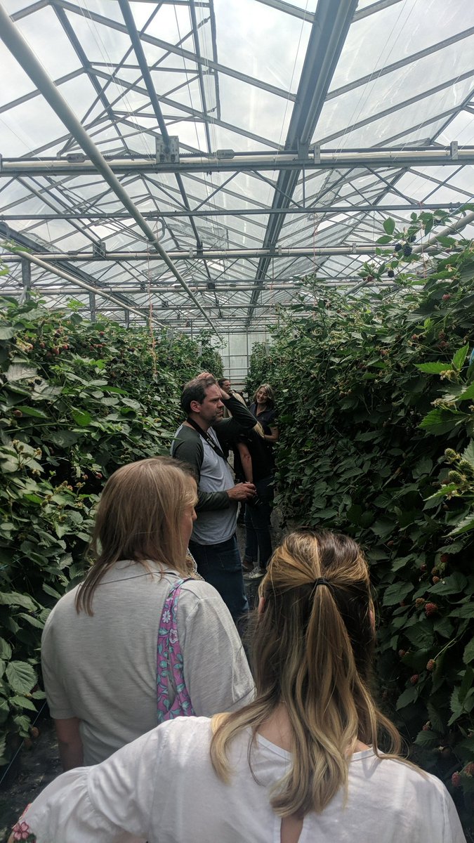 CatherinWebster's tweet photo. Spending the afternoon exploring the @sweet_berries1 glasshouses 😊 https://t.co/YIYvDJC7jM