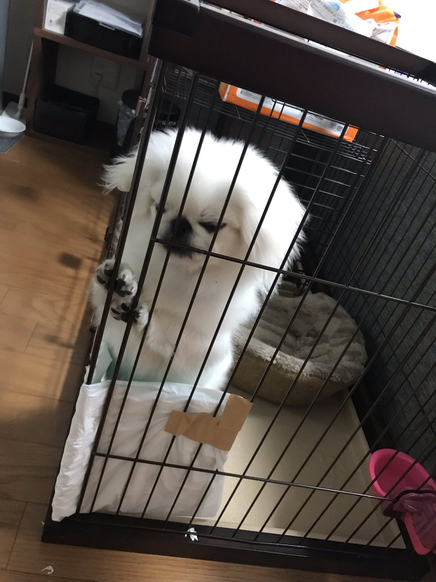 立っておしっこ 立っておしっこ