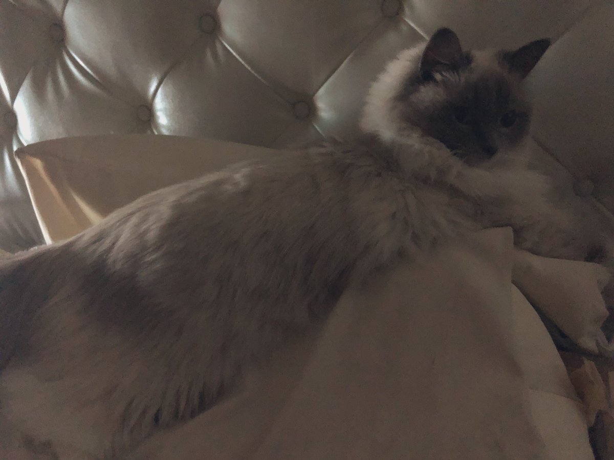 ラグドールと和解せよ 主殿のゲーム中はベッドでくつろぐお姫様