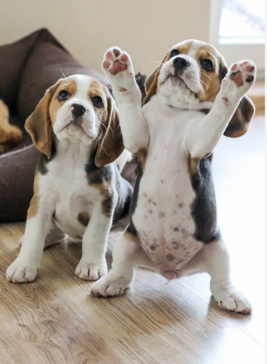 ***BREAKING! CANADA BANS BESTIALITY AND ANIMAL FIGHTING!