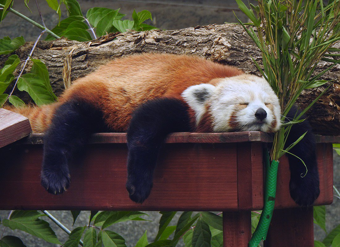 moscowzoo's tweet photo. Настроение "Красная панда": до выходных еще далеко, а сил, кажется, не осталось 🔥🍃🐾 А как вы спасаетесь от жары в суровые будни?
Ph: Н.Назарова
#zoo #nature #animals #fun #redpanda #smallpanda #panda #fluff #cute #curious #lazy #relax #summer #hothothot https://t.co/dYKXmnc5mw