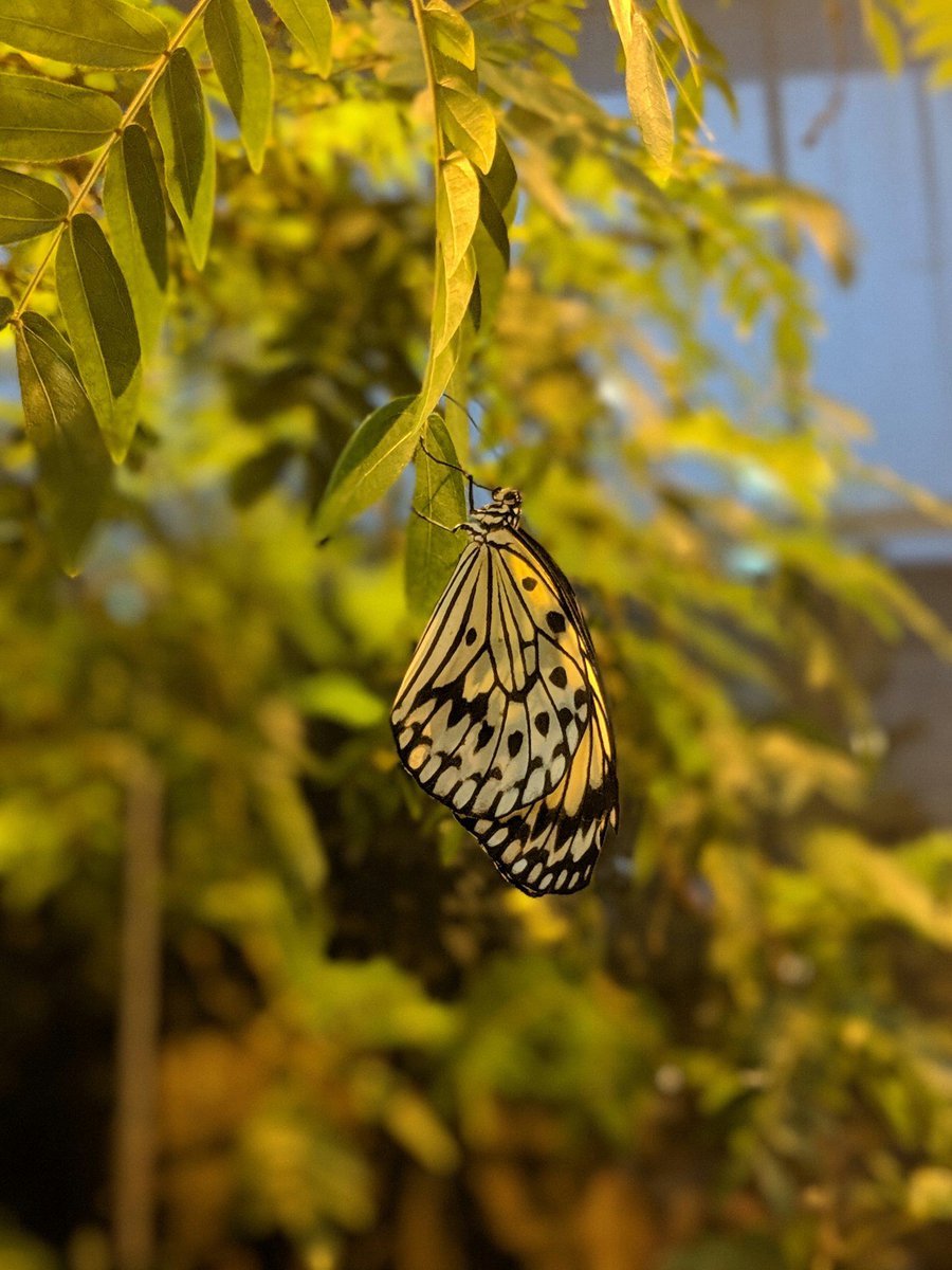 MKEPublicMuseum's tweet photo. #MPMDidYouKNow #Butterfly eyes are especially unique. Each compound eye is made up of 200 - 27,000 light and motion-sensing units called ommatidia. The large size and round shape of the eyes allow a butterfly to see in all directions except directly beneath its body. https://t.co/PQlNRCAITK