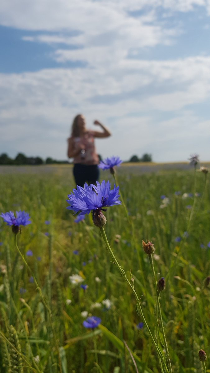 #Exkursion beim #Wildschutztag des <a href="/LJV_NRW/">Landesjagdverband Nordrhein-Westfalen</a>   zu den #Maßnahmenflächen, hier #extensiver #Ernteverzicht-Streifen mit #Kornblume