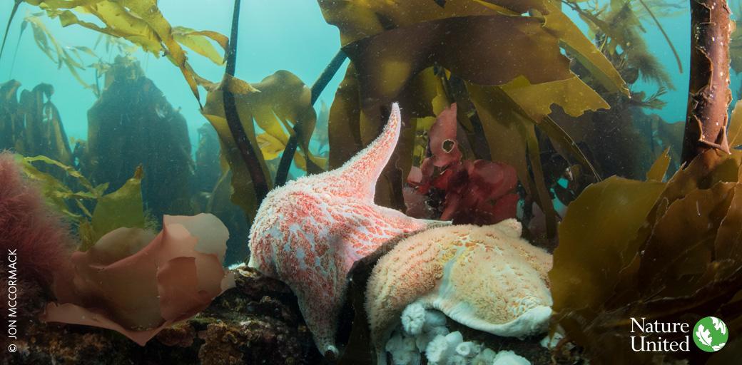 With 20% of the world's wild salmon and a productive kelp forest, the #GreatBearSea is a critical eco-system. 

A first-of-its-kind plan jointly led by Indigenous peoples and the BC government is providing a blueprint for its future > bit.ly/2x1EYb5 

#OceansMonth