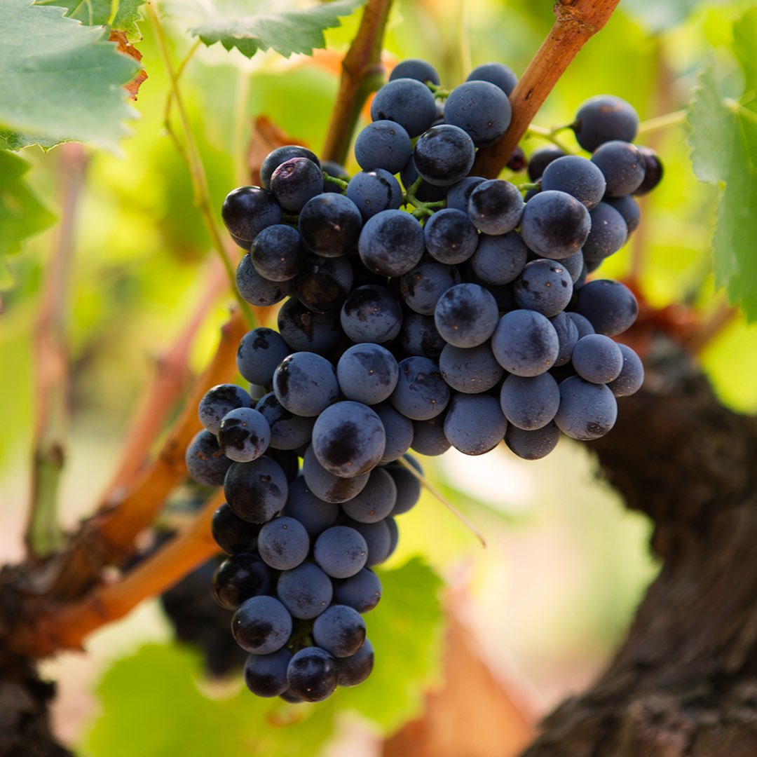 It’s in the Rhône Valley that are produced our king grapes Syrah and Grenache. And it’s here, at the foot of Mont Ventoux, that we make the most of these limestone and calcareous soils to elaborate aromatic wines with complex blends.