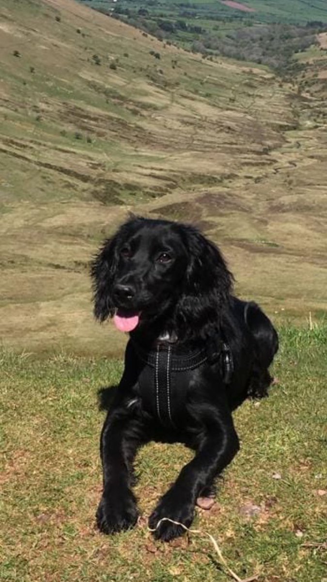 Lost and frightened in #Crickhowell area. Answers to Bella. She's 8 months, still only a #pup.
She was spooked by gun fire and been missing since approx 3pm 19/6. Please contact me if see. Thank you.
South eastern #Powys #WALES near #Abergavenny 🆘🆘🆘 facebook.com/723806721/post…