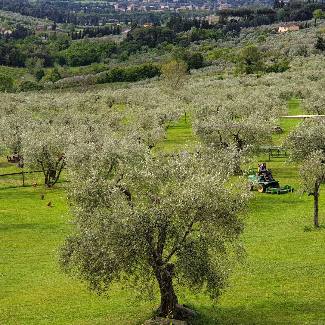 E' qui, tra le colline toscane che nasce l'olio extra vergine di oliva Laudemio della @fattoriamaiano.

#laudemio #laudemiooliveoil #olio #oil #fattoriamaiano #extravirginoliveoil #olioextraverginedioliva #oliotoscano #toscana #tuscanygram