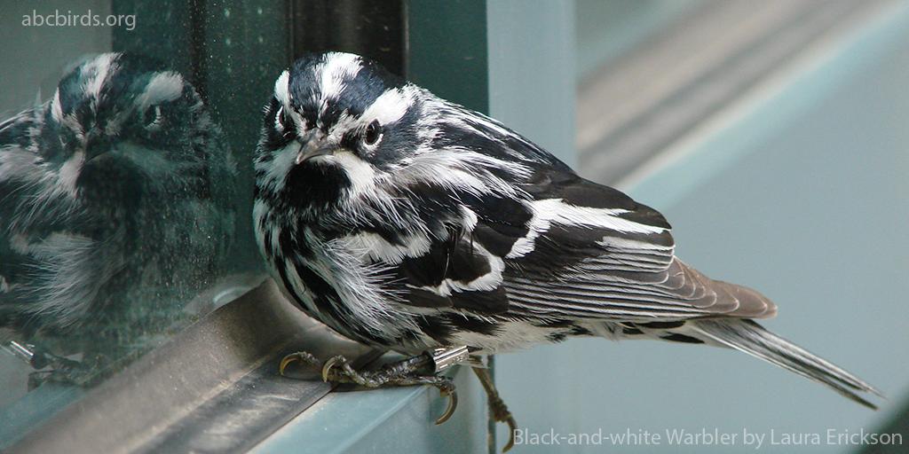 ABCbirds's tweet photo. What is #birdfriendly building design? Do I have to give up my view to save #birds? These and other common bird-window collisions questions are answered in Dr. Christine Sheppard's webinar. It's on the @ABCbirds YouTube channel for you to watch! 
https://t.co/QawPk69gT2 https://t.co/PkWbkw4GXn