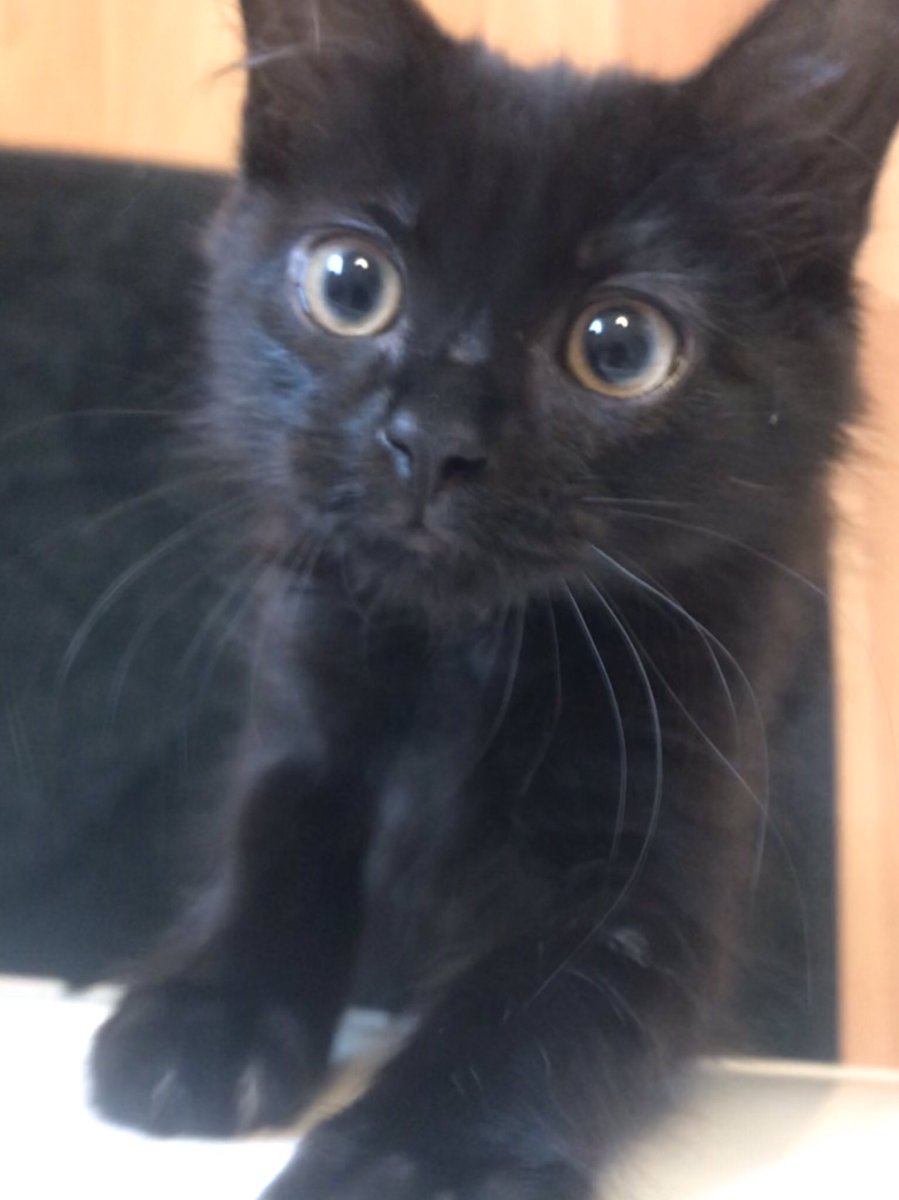 AntoniaBavin's tweet photo. My little babies @PetsatHome #VIPcool https://t.co/sC89nBUzKj