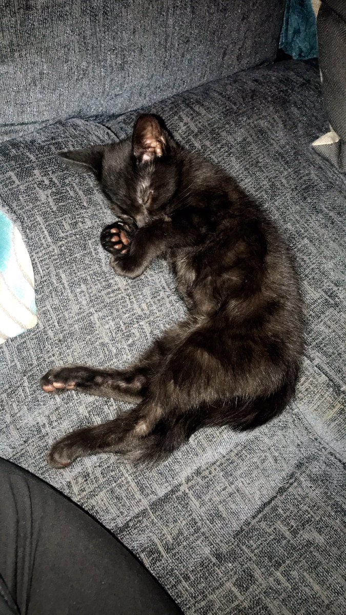 AntoniaBavin's tweet photo. My little babies @PetsatHome #VIPcool https://t.co/sC89nBUzKj