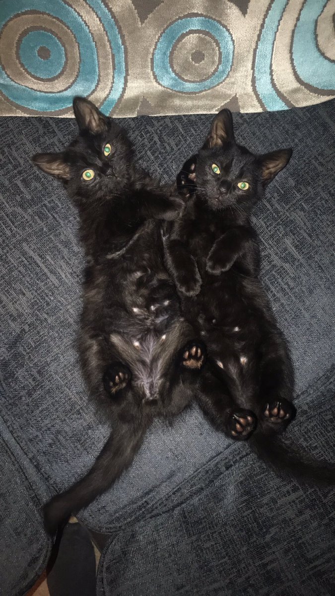 AntoniaBavin's tweet photo. My little babies @PetsatHome #VIPcool https://t.co/sC89nBUzKj