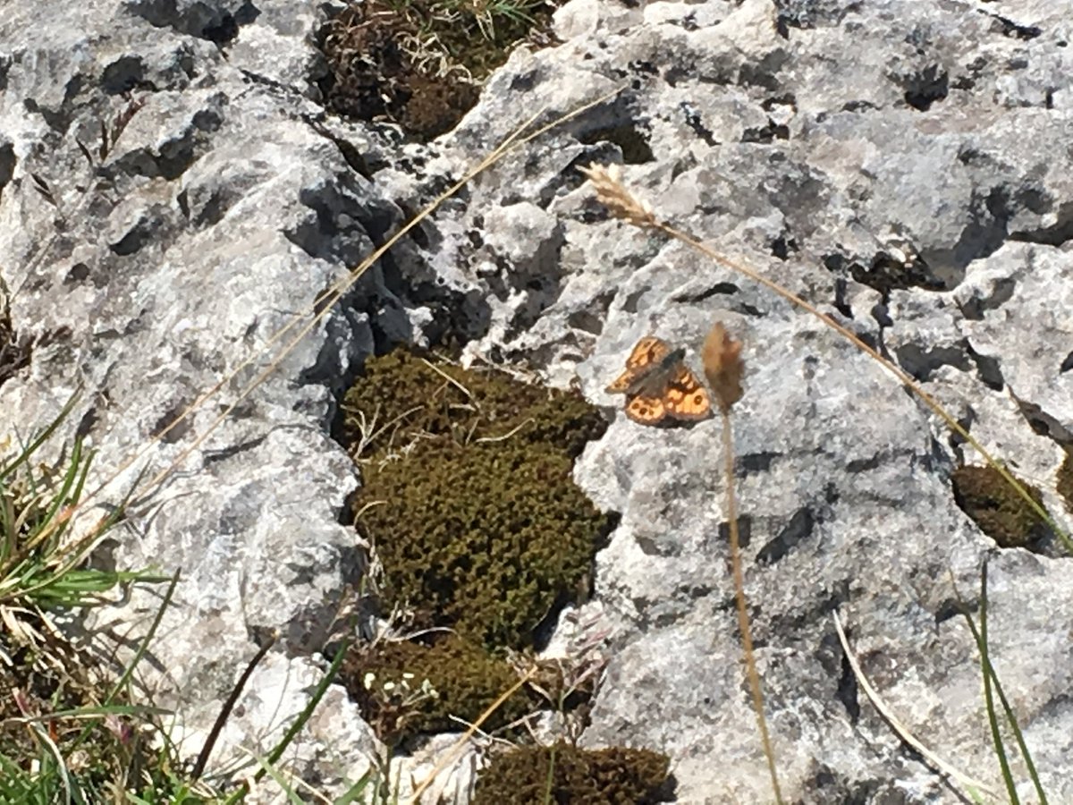Lancs Butterfly Conservation tweet media