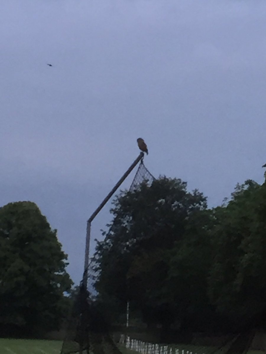 AlleynCourtHead's tweet photo. Long successful day at AC with ISA and Borough Athletics as well as Yr5 parent evening. Success for this fellow too. Little owl hunting beetles as the evening draws in. https://t.co/FctZKMLV6e