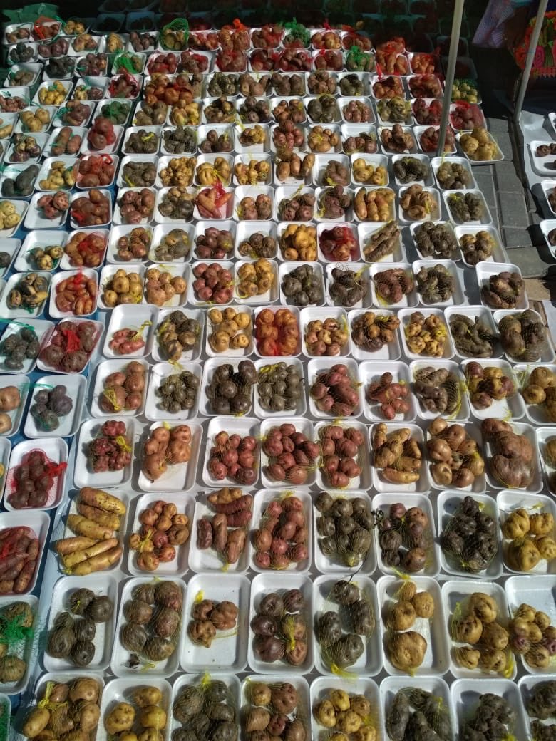 Ginya Truitt Nakata (@gtruittnakata) on Twitter photo Why care about potatoes? This is the family heritage of one single Peruvian farmer, a unique collection of heirloom seeds (potato landraces), inherited from her parents. #agrobiodiversity is critical to planetary and human health. #LatinAmerica <a href="/Cipotato/">International Potato Center</a> Why care about potatoes? This is the family heritage of one single Peruvian farmer, a unique collection of heirloom seeds (potato landraces), inherited from her parents. #agrobiodiversity is critical to planetary and human health. #LatinAmerica <a href="/Cipotato/">International Potato Center</a>