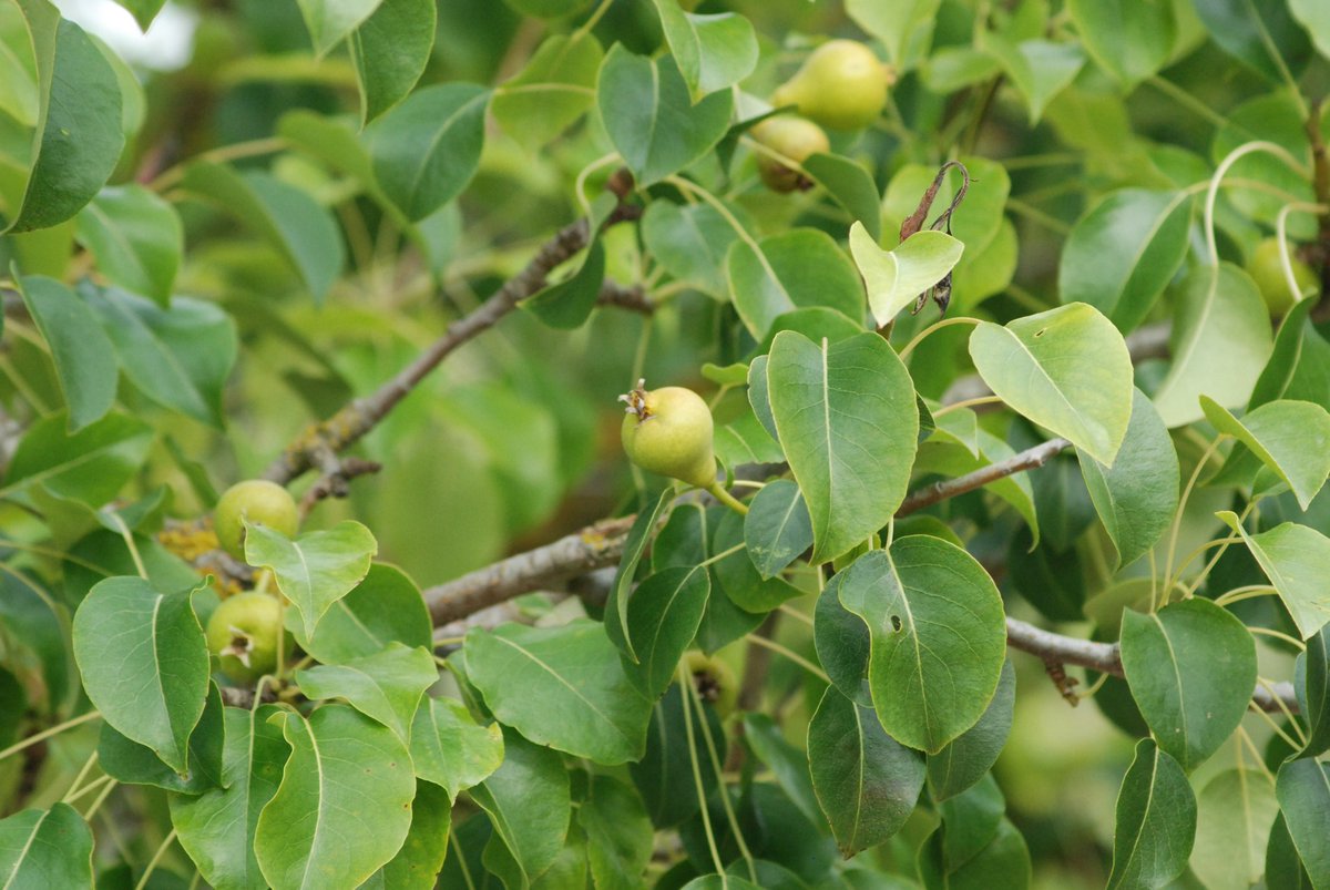 Època de sermenyes. Queden pocs arbres al terme, però si enganxem els dies bons, són una delícia.
#biodiversitat #sermenyes #arbresfruiters #orgullpages #catalunyanatura  #vallbonadelesmonges   #natureimages  #espaisnaturalsdeponent  #tururgell #turisme #ecologia #lleidatanament