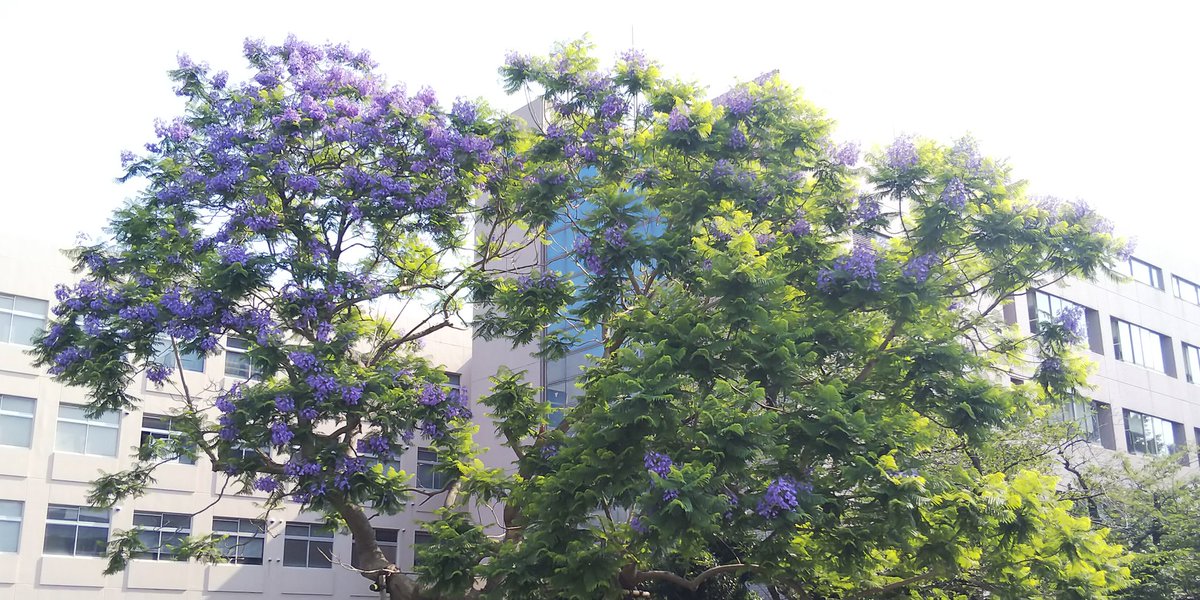 白石邦明 信頼関係 紫の桜 といわれるジャカランダ 大学内で 今年も咲いてくれました 花言葉は 名誉 栄光 ジャカランダ 花言葉