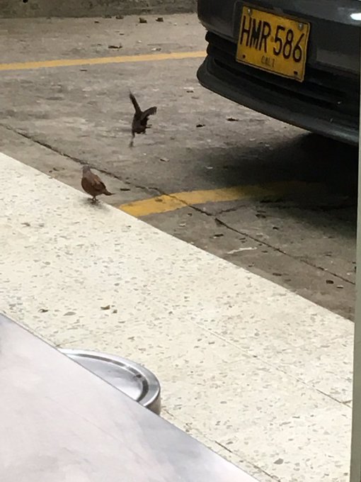 Hoy me top&eacute; con 2 aves peque&ntilde;as mutiladas de la misma patita para ambas aves con solo la patita izquierda<a href="/tag/got"class="tags"><span>#got</span></a>