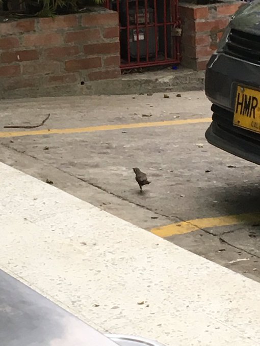 Hoy me top&eacute; con 2 aves peque&ntilde;as mutiladas de la misma patita para ambas aves con solo la patita izquierda<a href="/tag/mianiversariodetwitter"class="tags"><span>#mianiversariodetwitter</span></a>