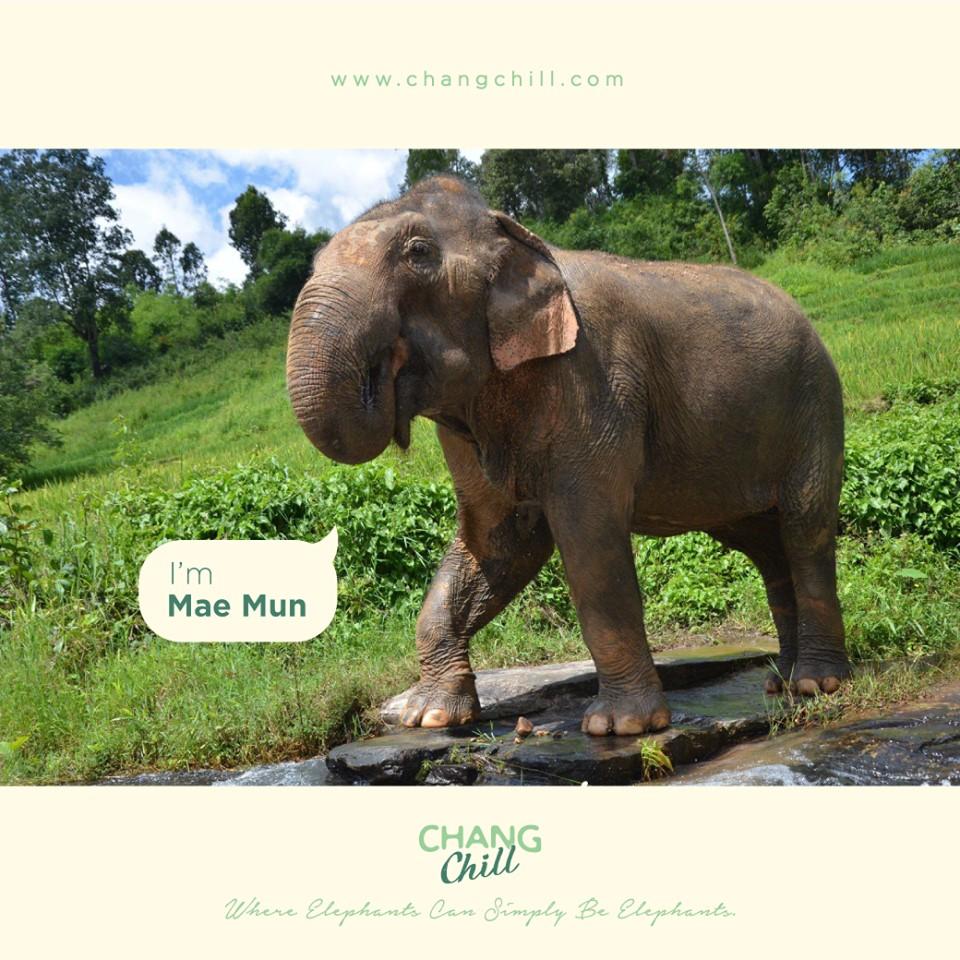 MAE MUN
The oldest elephant at ChangChill, Mae Mun, was born in the early 1960s in Mae Chod district, Tak
Province. Her name means “strong mother”, and she is owned by a family that has cared for her
over two generations.
#MaeMun #Elephants #ChangChill #ChangChillFamily