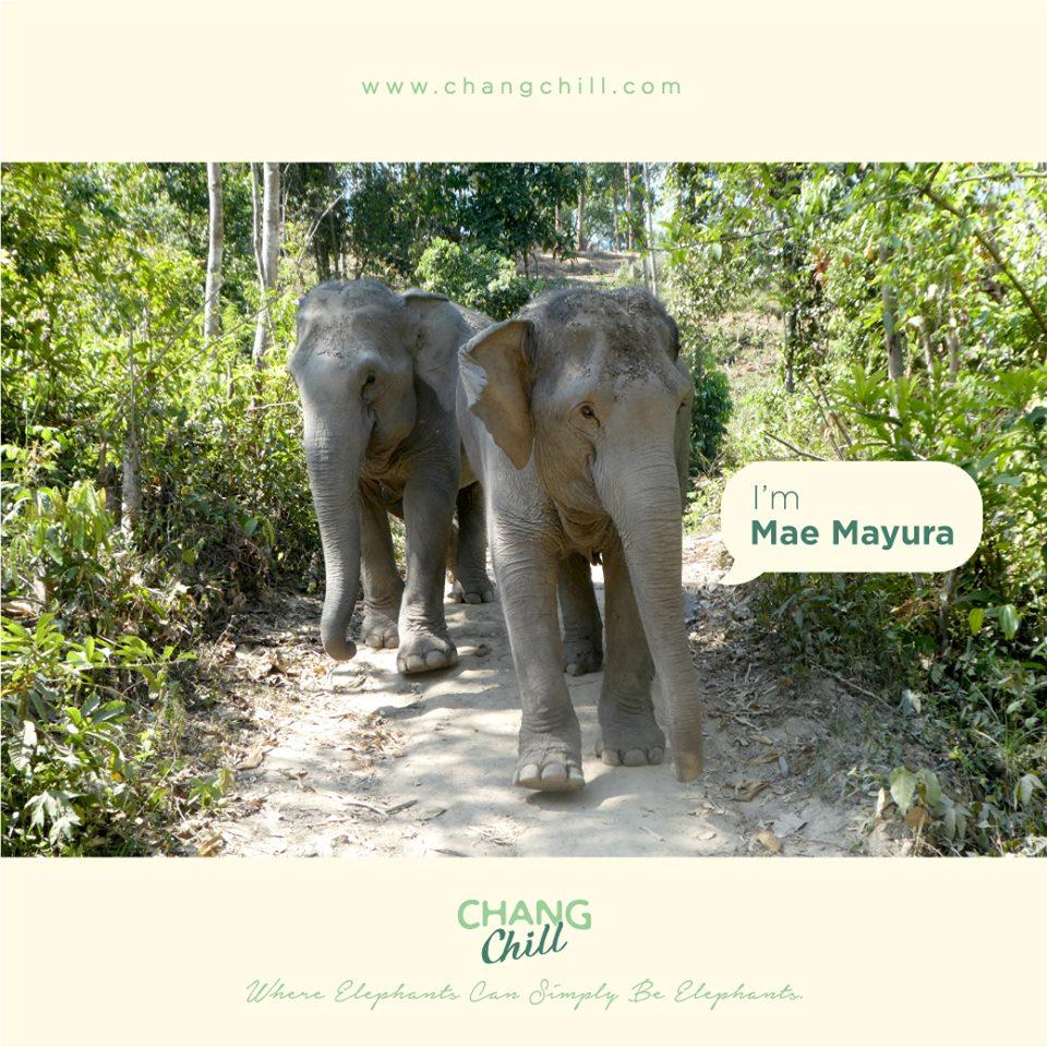 MAE MAYURA
Mayura, the youngest, and most energetic elephant in the ChangChill herd, is often heard
trumpeting and roaring with her mother, Mae Gohgae.
#MaeMayura #Elephants #ChangChill #ChangChillFamily