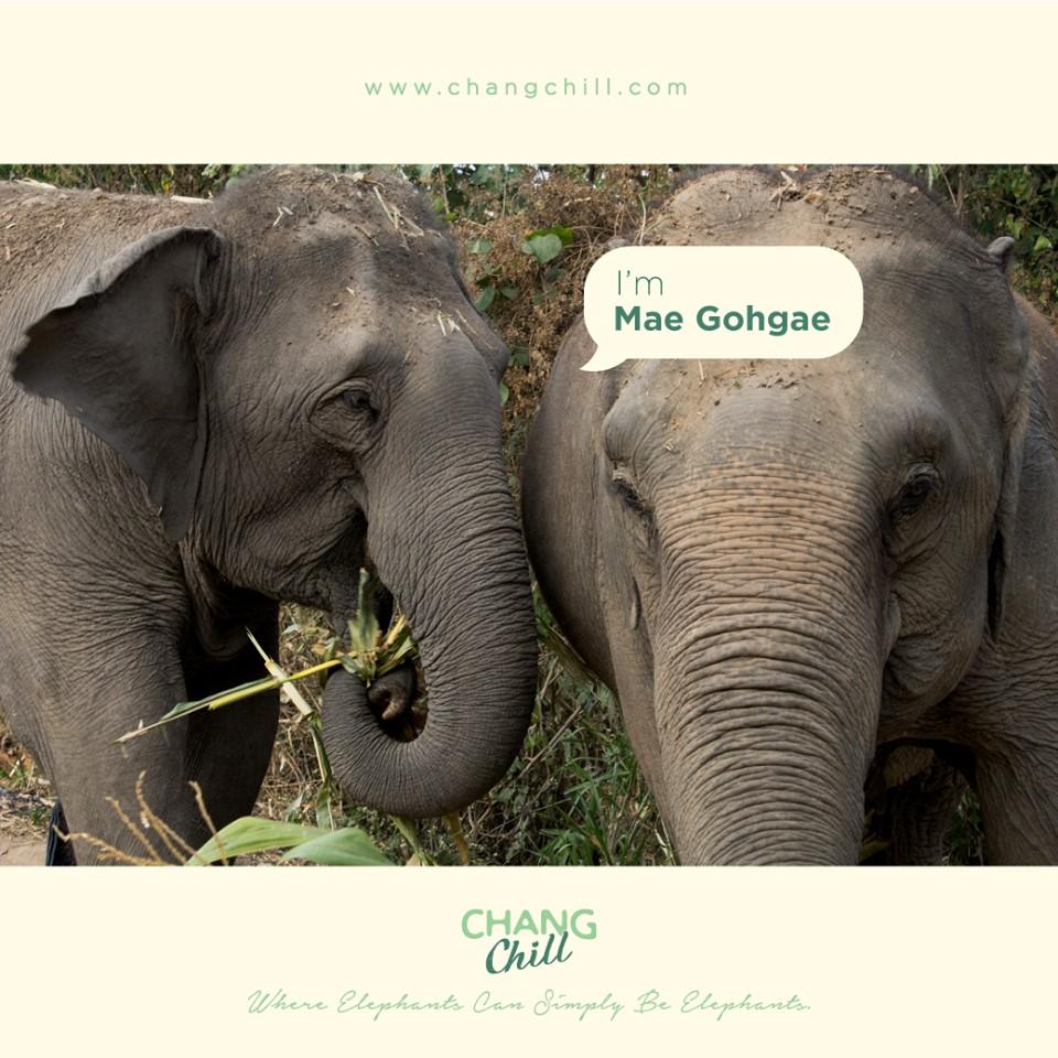 MAE GOHGAE
Mae Gohgae lives a special life at ChangChill, because “mae” means “mother” in Thai, and that’s
exactly what her role is here. 

#MaeGohgae #Elephants #ChangChill #ChangChillFamily