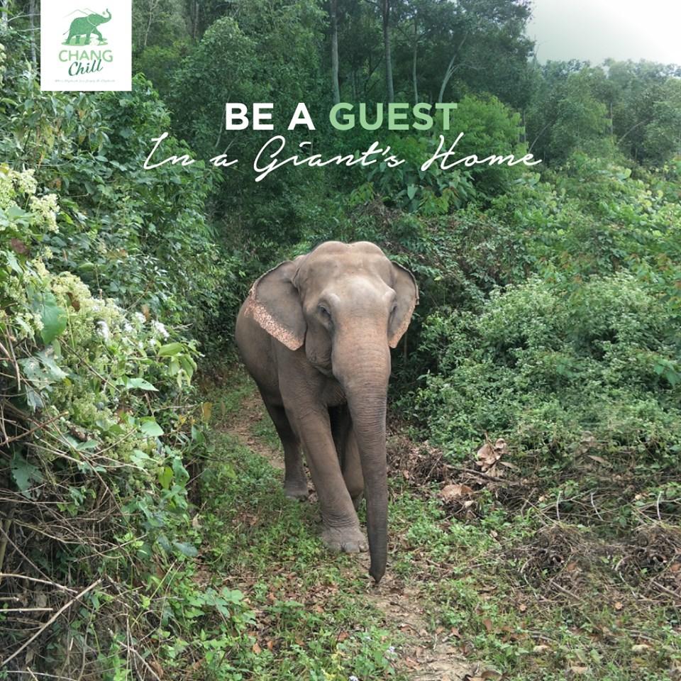 Be a Guest in a Giant’s Home
Visit the scenic valley and experience the rushing river and thick forest that our beautiful elephants call home.

Booking and more information

bit.ly/2Q55gC9

ChangChill where elephants can simply be elephants

#ChangChill