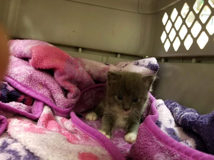 🐾❤️RESCUE & PLEDGES NEEDED!!❤️🐾 *Goal: $100* Single baby girl needs our help! Please Share and Pledge to help her find Rescue and cover her vetting! Please Help if you can! 💗🐈🙏 ID CAT1 At the shelter since Cobb County Animal Services is lo… bit.ly/2IrpJPx