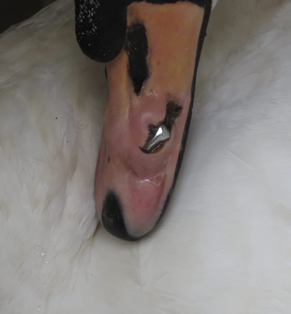 SAVE OUR SWANS! Another injury to a swan on Holmer Lake. RSPCA confirmed it is a nut (as in nut &amp; bolt) &amp; speculate this could have only been done with a catapult. We are devastated &amp; so very angry. Crime number logged. We will be calling on help to protect our lake! @HolmerLake