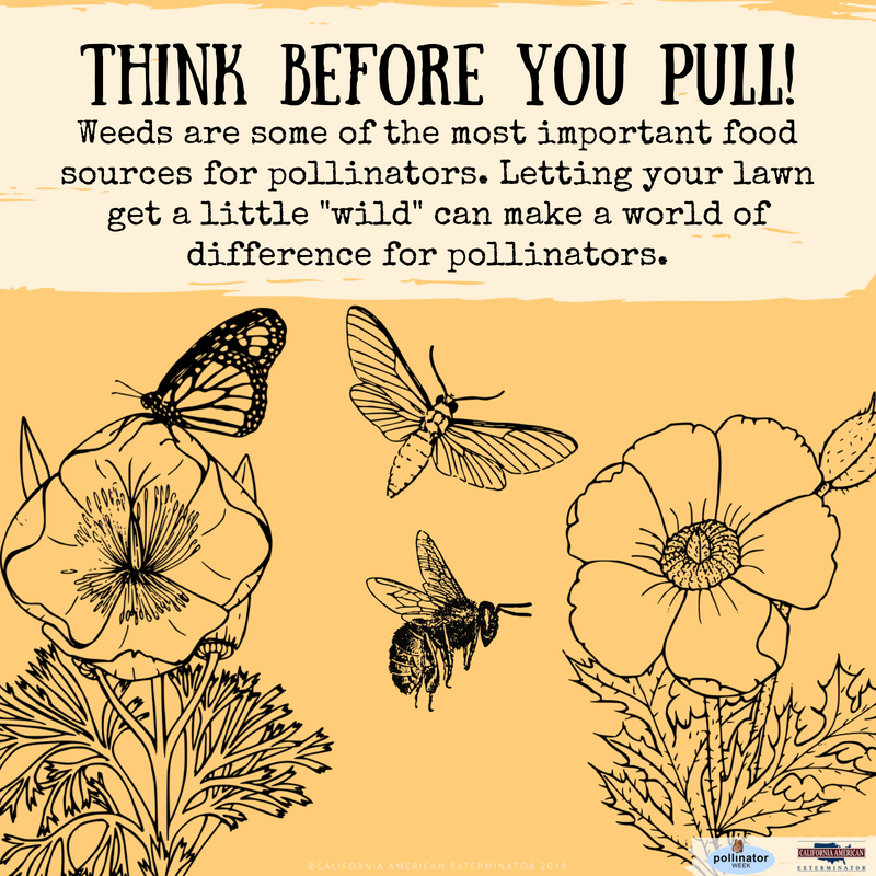 CalAmericanExt's tweet photo. Don't forget to think before you pull!
🐝🌸🦋
#PollinatorWeek #Pollinator #PollinatorWeek2019 #PollinatorProtectors https://t.co/xiH5Nk3zzw