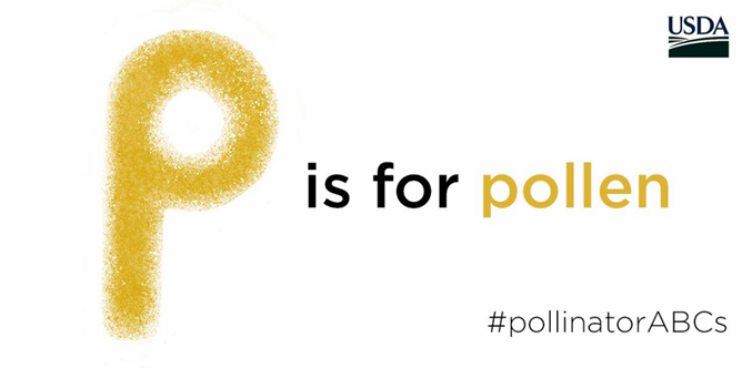 USDA_NRCS's tweet photo. Some plants release pollen into the air (#allergies!), but other plants rely on #pollinators to carry pollen from plant to plant. https://t.co/imG4sX39lY #pollinatorABCs https://t.co/nvVxmSMLjf
