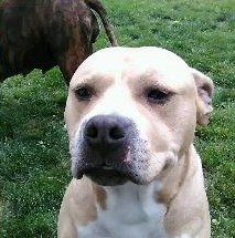 LollypopSpotter's tweet image. #LostDog Nye went missing @irondequoit_ny RT to bring this handsome fella home! #ROC #BillBillBillBill

facebook.com/lollypopspotte…