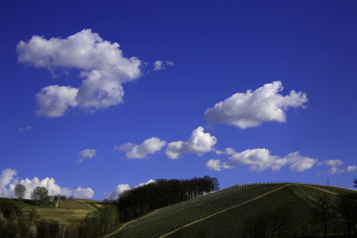 [Blu]
When the city stresses you out, when you need a moment to reconnect with nature, come visit us: the amazing landscape of the Langhe (and a glass of our Barolo) may be the cure.
to book your wine tasting visit: ceretto.com
#ceretto #cerettowinery #langhe #wine