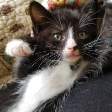 Meet all our adoptable pets, check out our adoption policies and fees, and fill out an application today to make one of our rescued animals a part of your family! 🐾 novapetsalive.org/adopt ❤️ #adoptdontshop #rescues