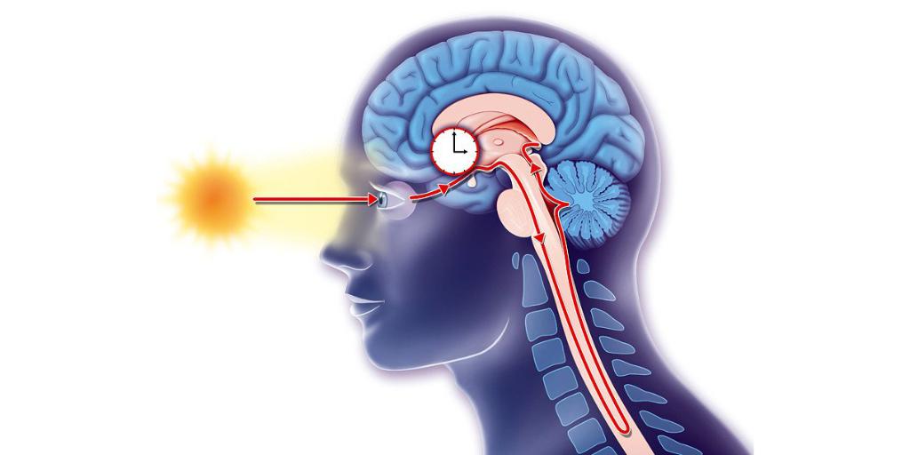 Medscape's tweet photo. Disturbances in the circadian rhythm could be a marker for #Alzheimers, says new research.
https://t.co/Mf2jMXsjMT #SLEEP2019 https://t.co/5YOx3KVJ0p