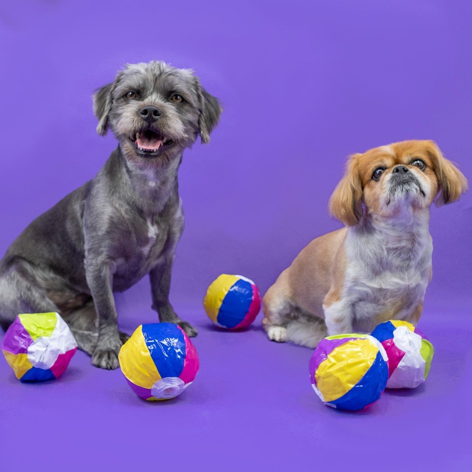 promikapets's tweet photo. Mika: "I'm having a ball!"⠀
⠀
Coco: "I'm not. Life's a beach." 
⠀⠀
Promika is your trusted source for affordable flea &amp; tick products. ⁣⠀ https://t.co/tm0rC0ZEF6